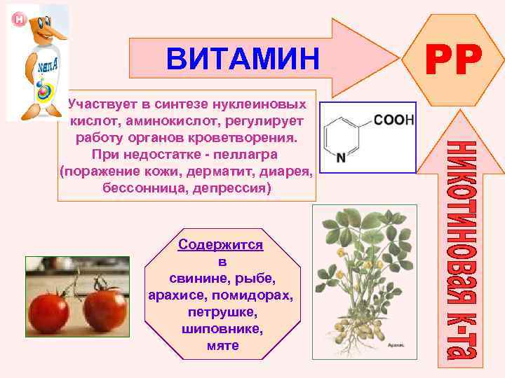 ВИТАМИН Участвует в синтезе нуклеиновых кислот, аминокислот, регулирует работу органов кроветворения. При недостатке -