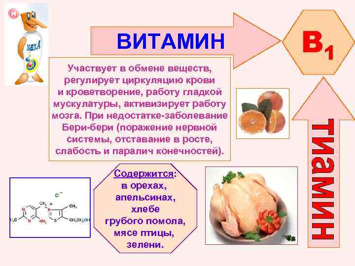 ВИТАМИН Участвует в обмене веществ, регулирует циркуляцию крови и кроветворение, работу гладкой мускулатуры, активизирует