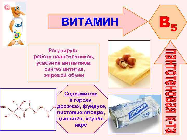 ВИТАМИН Регулирует работу надпочечников, усвоение витаминов, синтез антител, жировой обмен Содержится: в горохе, дрожжах,