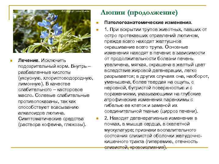 Люпин (продолжение) n n n Лечение. Исключить подозрительный корм. Внутрь – разбавленные кислоты (уксусную,
