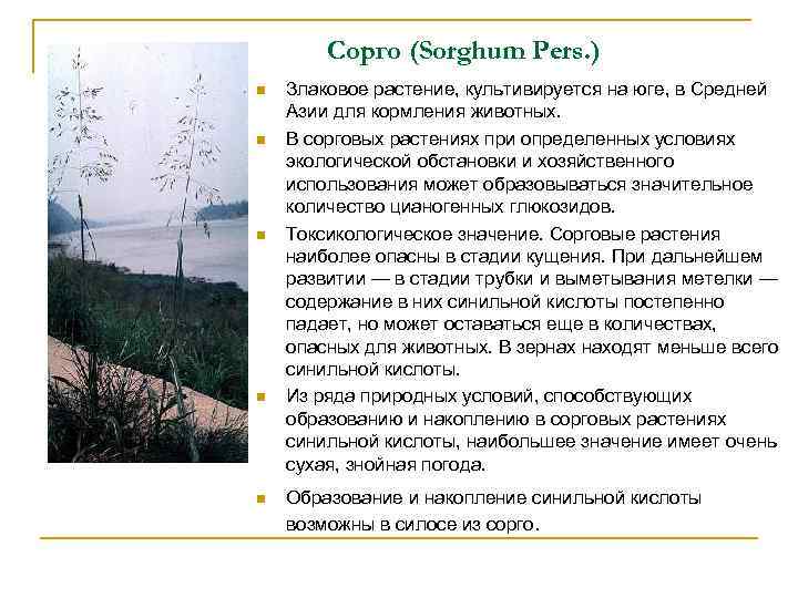 Сорго (Sorghum Pers. ) n n n Злаковое растение, культивируется на юге, в Средней