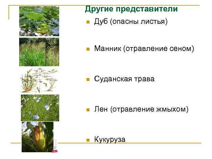 Другие представители n Дуб (опасны листья) n Манник (отравление сеном) n Суданская трава n