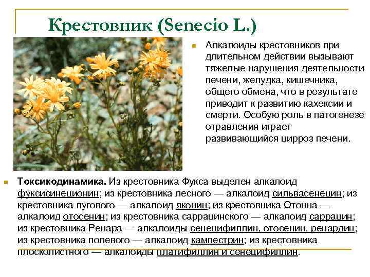 Крестовник (Senecio L. ) n n Алкалоиды крестовников при длительном действии вызывают тяжелые нарушения
