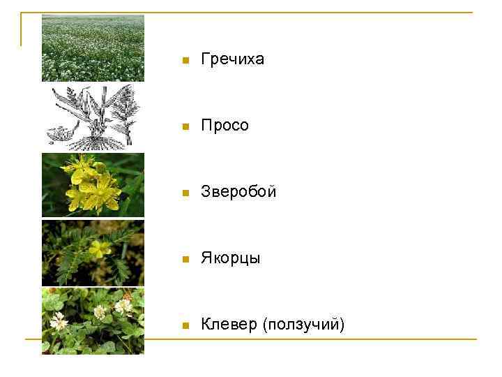 n Гречиха n Просо n Зверобой n Якорцы n Клевер (ползучий) 