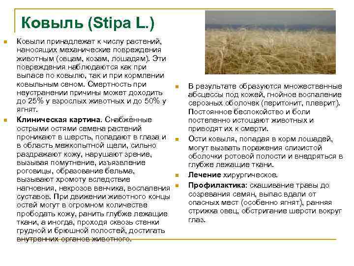 Ковыль (Stipa L. ) n n Ковыли принадлежат к числу растений, наносящих механические повреждения