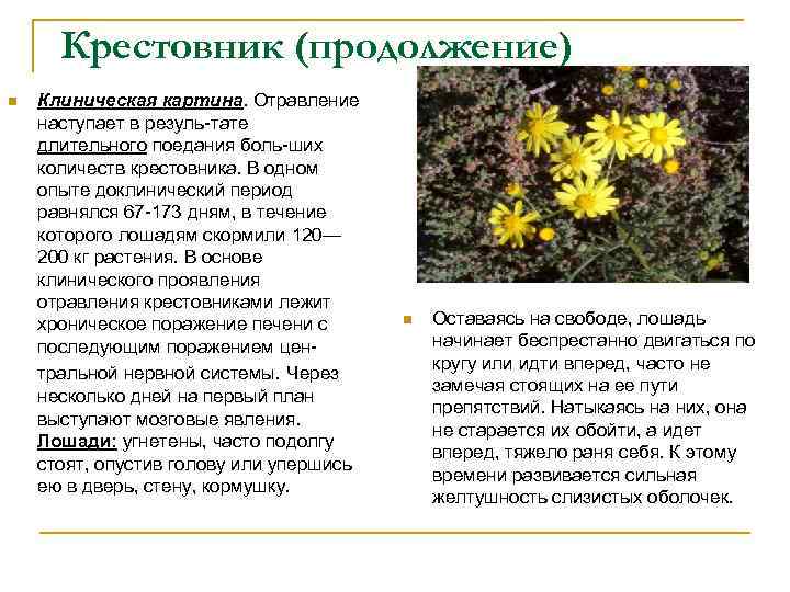 Крестовник (продолжение) n Клиническая картина. Отравление наступает в резуль-тате длительного поедания боль-ших количеств крестовника.