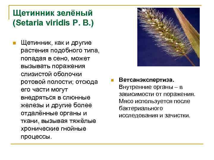 Щетинник зелёный (Setaria viridis Р. В. ) n Щетинник, как и другие растения подобного