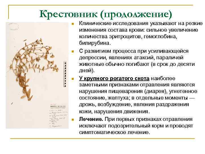 Крестовник (продолжение) n n Клинические исследования указывают на резкие изменения состава крови: сильное увеличение