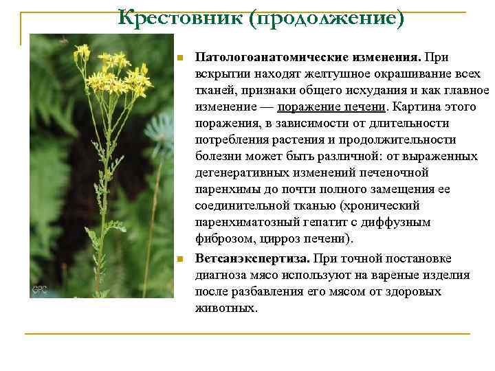 Крестовник (продолжение) n n Патологоанатомические изменения. При вскрытии находят желтушное окрашивание всех тканей, признаки