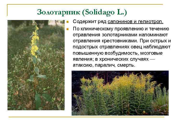 Золотарник (Solidago L. ) n n Содержит ряд сапонинов и гелиотроп. По клиническому проявлению