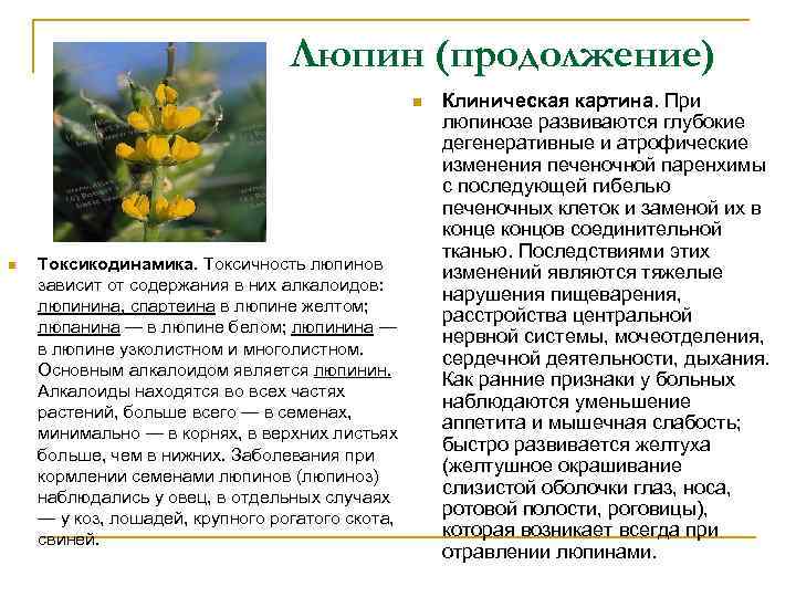 Какой тип питания характерен для люпина. Алкалоидный Люпин. Люпин многолистный формула цветка. Алкалоиды в растениях.