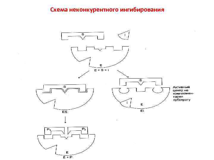 Схема неконкурентного ингибирования 
