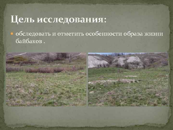 Цель исследования: обследовать и отметить особенности образа жизни байбаков. 