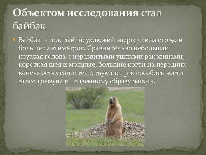 Объектом исследования стал байбак Байбак - толстый, неуклюжий зверь; длина его 50 и больше