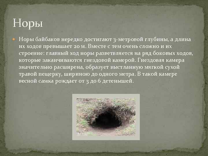 Норы байбаков нередко достигают 3 -метровой глубины, а длина их ходов превышает 20 м.