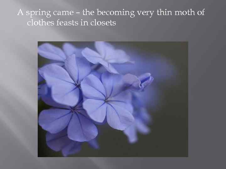 A spring came – the becoming very thin moth of clothes feasts in closets