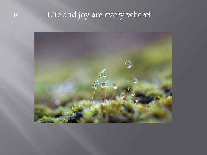  Life and joy are every where! 