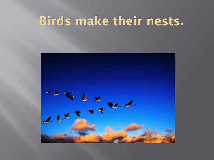 Birds make their nests. 