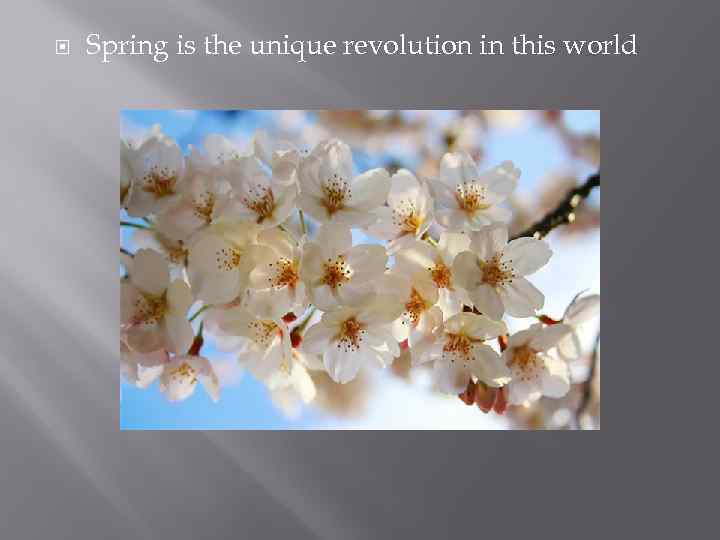  Spring is the unique revolution in this world 