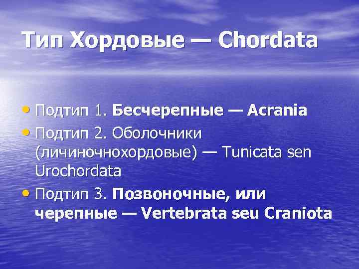 Тип Хордовые — Chordata • Подтип 1. Бесчерепные — Acrania • Подтип 2. Оболочники