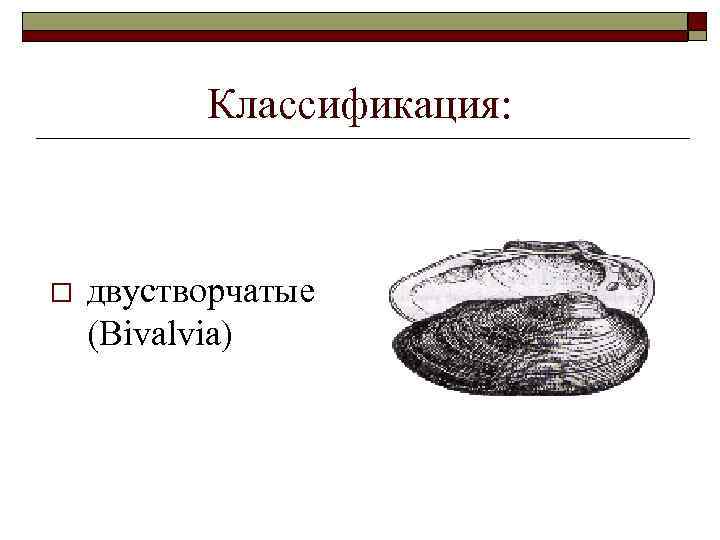 Классификация: o двустворчатые (Bivalvia) 