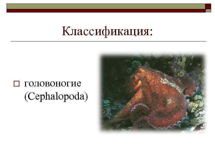 Классификация: o головоногие (Cephalopoda) 