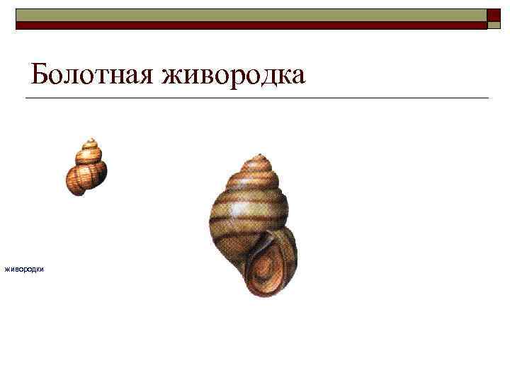 Болотная живородка живородки 