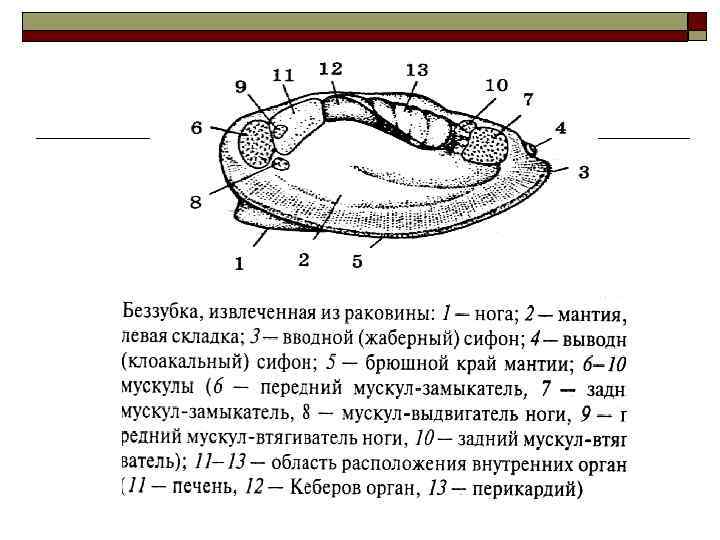 Сифоны беззубки