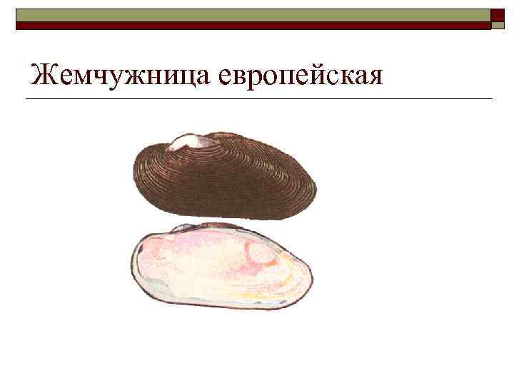 Жемчужница европейская 