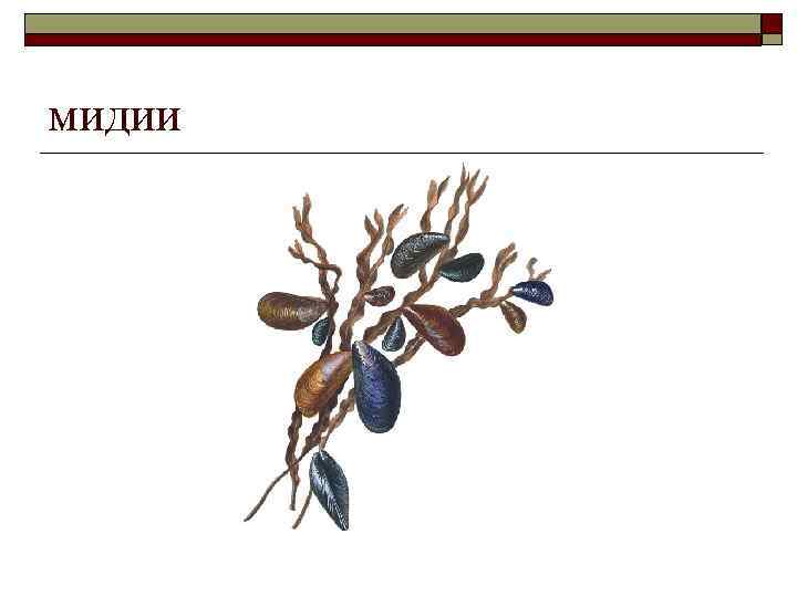 мидии 