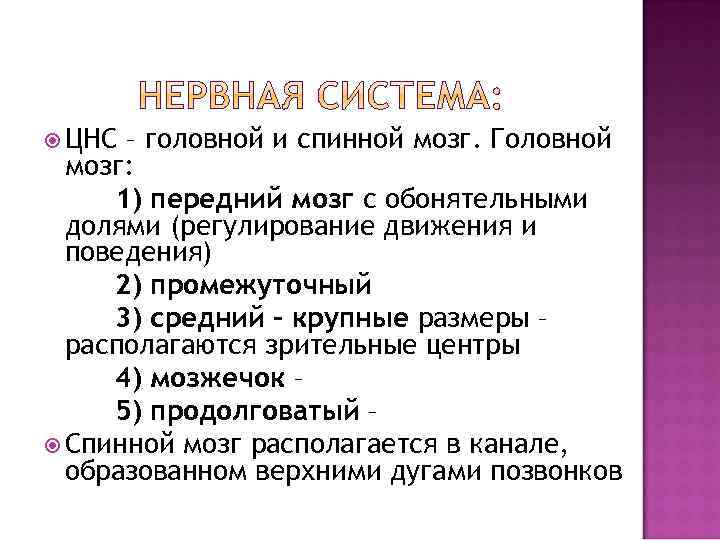  ЦНС – головной и спинной мозг. Головной мозг: 1) передний мозг с обонятельными