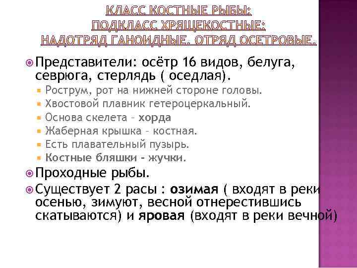 Представители: осётр 16 видов, белуга, севрюга, стерлядь ( оседлая). Рострум, рот на нижней