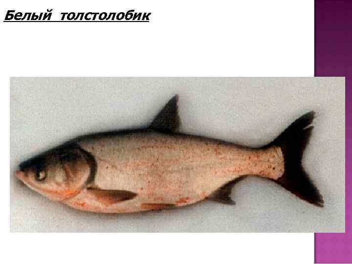 Белый толстолобик 