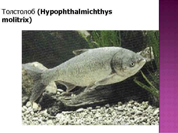 Толстолоб (Hypophthalmichthys molitrix) 