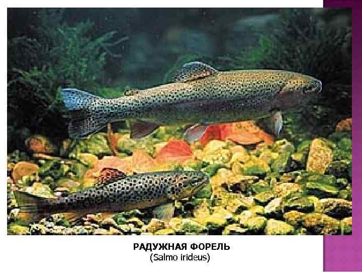 РАДУЖНАЯ ФОРЕЛЬ (Salmo irideus) 