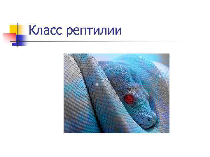 Класс рептилии 