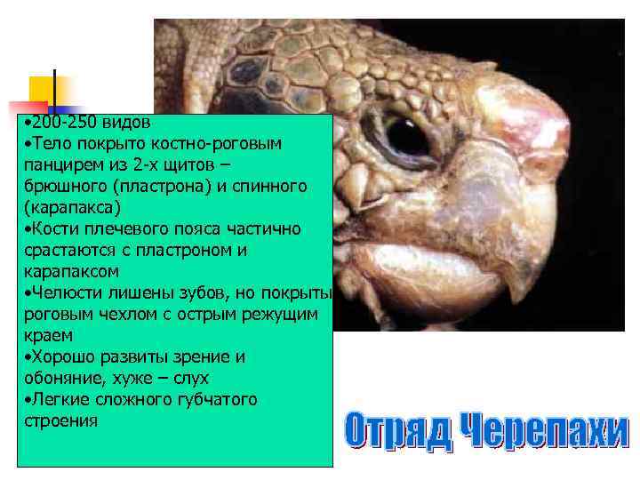  • 200 -250 видов • Тело покрыто костно-роговым панцирем из 2 -х щитов