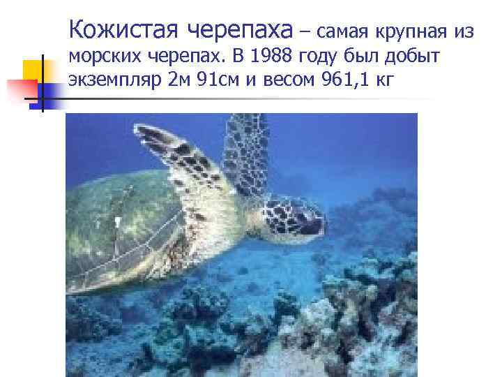 Кожистая черепаха – самая крупная из морских черепах. В 1988 году был добыт экземпляр
