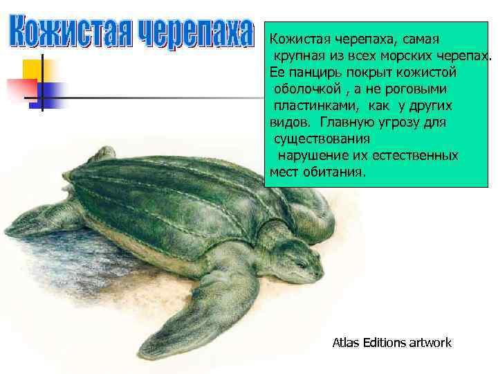 Кожистая черепаха, самая крупная из всех морских черепах. Ее панцирь покрыт кожистой оболочкой ,