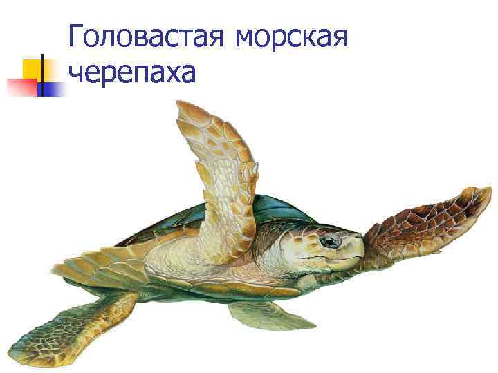 Головастая морская черепаха 