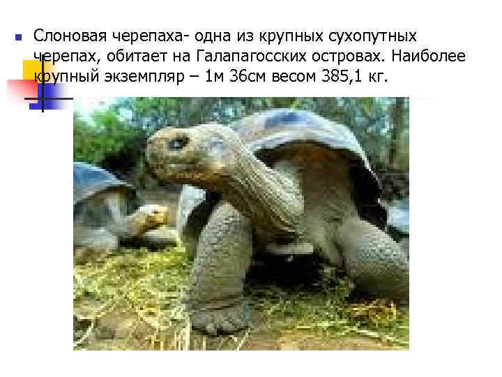 n Слоновая черепаха- одна из крупных сухопутных черепах, обитает на Галапагосских островах. Наиболее крупный