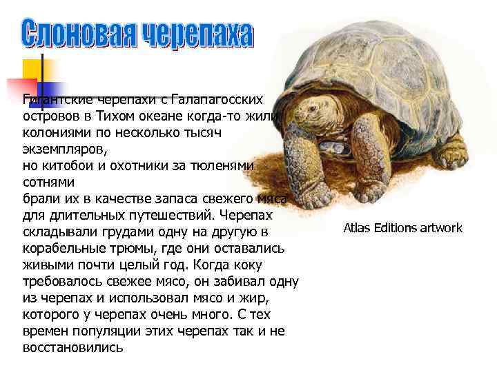 Гигантские черепахи с Галапагосских островов в Тихом океане когда-то жили колониями по несколько тысяч