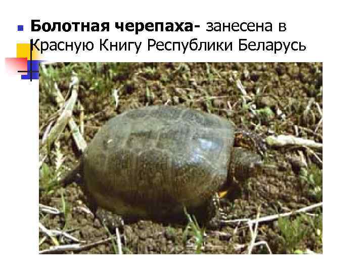 n Болотная черепаха- занесена в Красную Книгу Республики Беларусь 