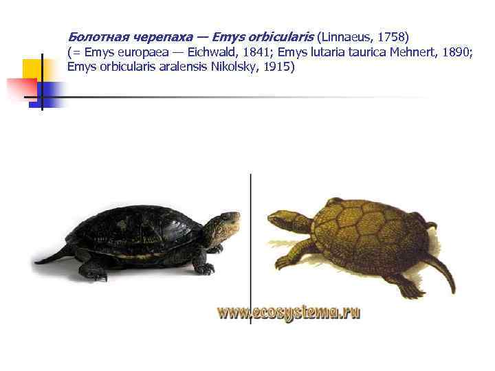 Болотная черепаха — Emys orbicularis (Linnaeus, 1758) (= Emys europaea — Eichwald, 1841; Emys