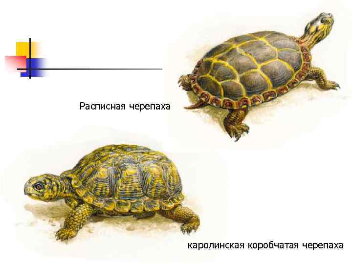 Расписная черепаха каролинская коробчатая черепаха 