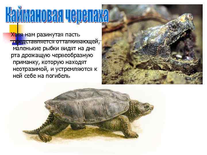 Хотя нам разинутая пасть представляется отталкивающей, маленькие рыбки видят на дне рта дрожащую червеобразную