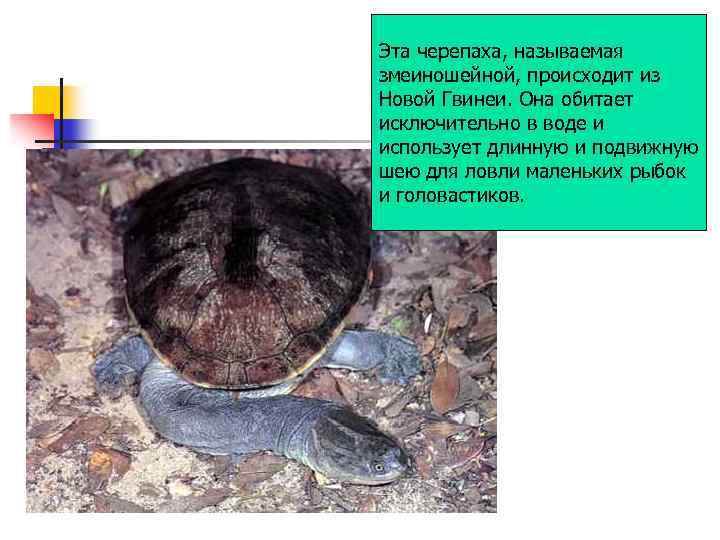 Эта черепаха, называемая змеиношейной, происходит из Новой Гвинеи. Она обитает исключительно в воде и