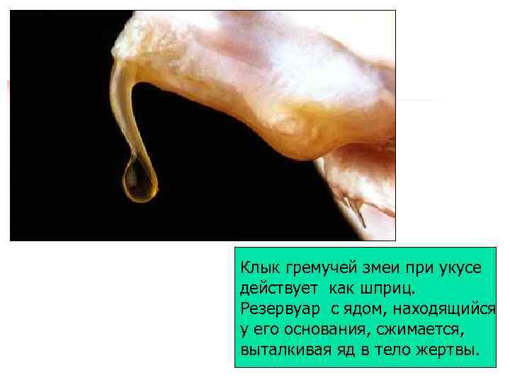 Клык гремучей змеи при укусе действует как шприц. Резервуар с ядом, находящийся у его