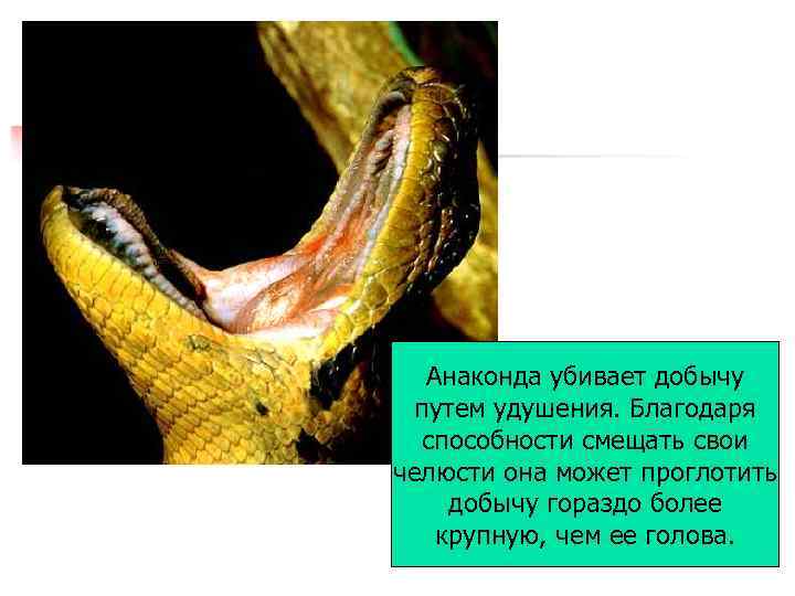 Анаконда убивает добычу путем удушения. Благодаря способности смещать свои челюсти она может проглотить добычу