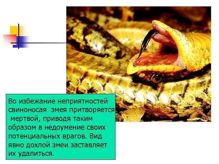 Во избежание неприятностей свиноносая змея притворяется мертвой, приводя таким образом в недоумение своих потенциальных